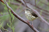 Louisiana Waterthrush