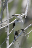 Tropical Mockingbird