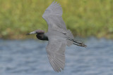 Little Blue Heron