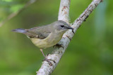 Black-throated Blue Warbler