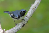 Black-throated Blue Warbler