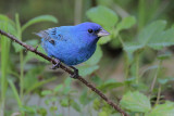 Indigo Bunting