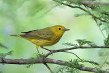 Yellow Warbler