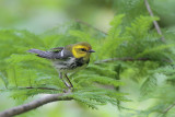 Black-throated Green Warbler