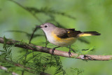 American Redstart