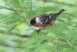 Bay-breasted Warbler