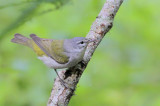 Tennessee Warbler