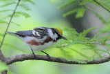 Chestnut-sided Warbler