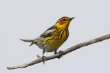 Cape May Warbler