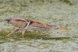 Least Bittern