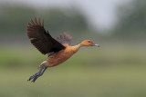 Fulvous Whistling-Duck