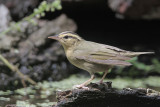 Worm-eating Warbler