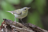 Tennessee Warbler