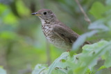 Gray-cheeked Thrush