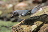 Black-throated Blue Warbler