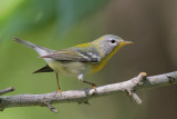 Northern Parula