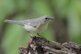 Black-throated Blue Warbler