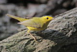 Wilsons Warbler
