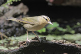 Worm-eating Warbler