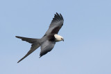 Swallow-tailed Kite