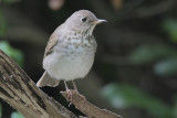 Gray-cheeked Thrush