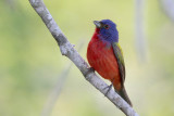 Painted Bunting