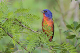 Painted Bunting