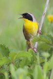 Common Yellowthroat