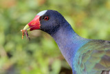 Purple Gallinule