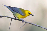 Prothonotary Warbler