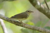 Swainsons Warbler