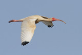 White Ibis