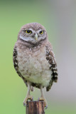 Burrowing Owl