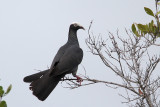 White-crowned Pigeon