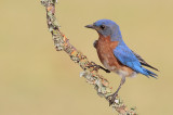 Eastern Bluebird