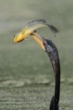 Anhinga