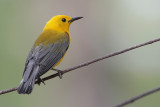 Prothonotary Warbler