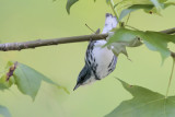 Cerulean Warbler