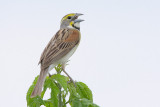 Dickcissel