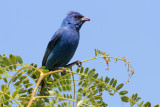 Indigo Bunting