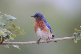 Eastern Bluebird