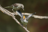 Northern Mockingbird