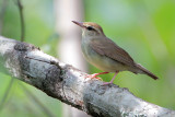 Swainsons Warbler