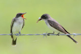 Eastern Kingbird