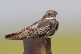 Common Nighthawk