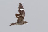 Common Nighthawk