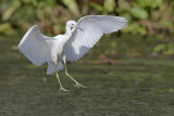 Little Blue Heron