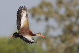 Black-bellied Whistling-Duck