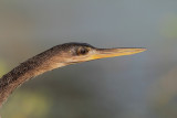 Anhinga