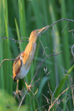 Least Bittern